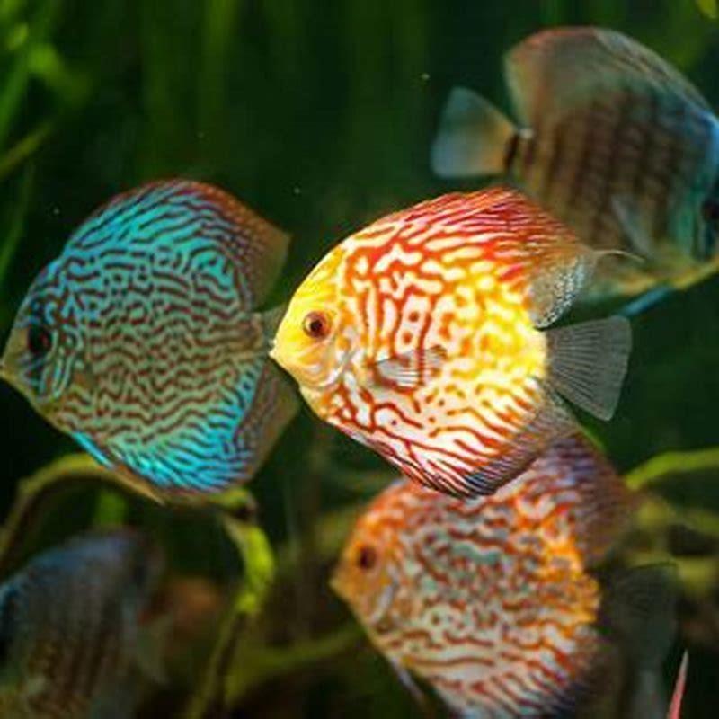 how-long-do-blue-rainbow-fish-live-diy-seattle