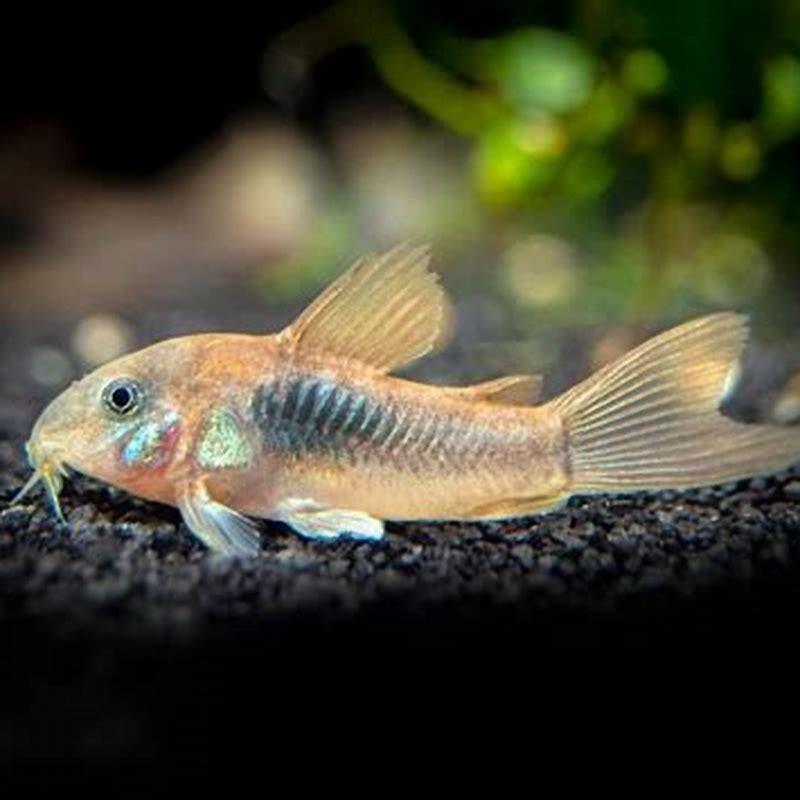 How long do bronze corydoras live for? - DIY Seattle