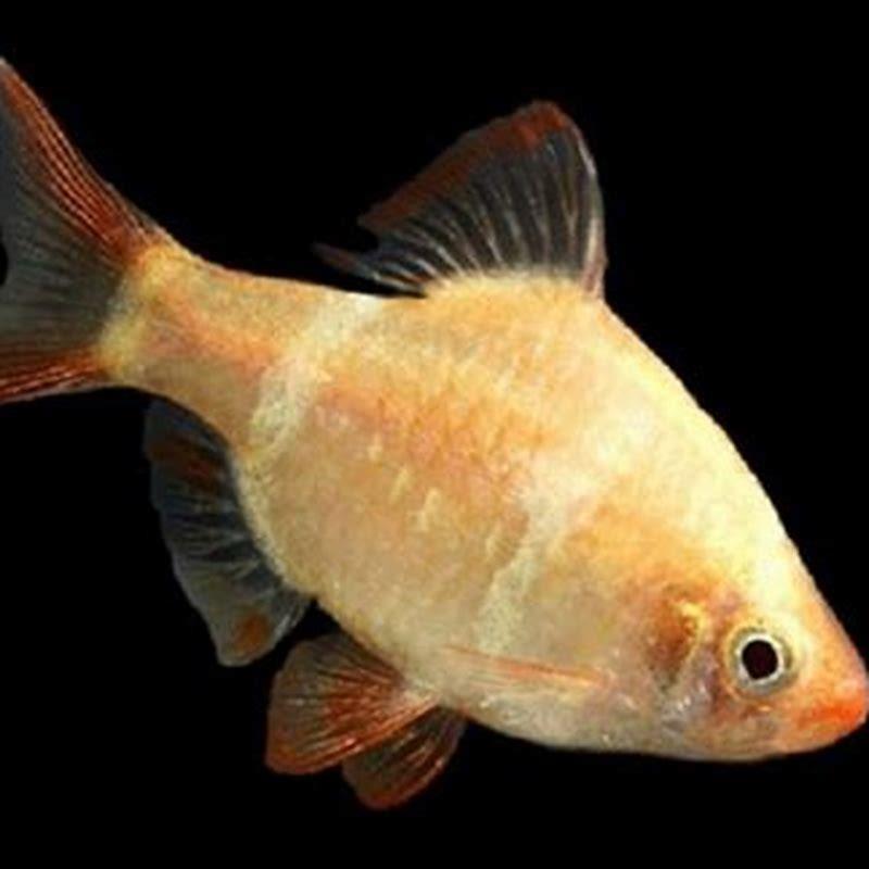 How long do golden barbs live?