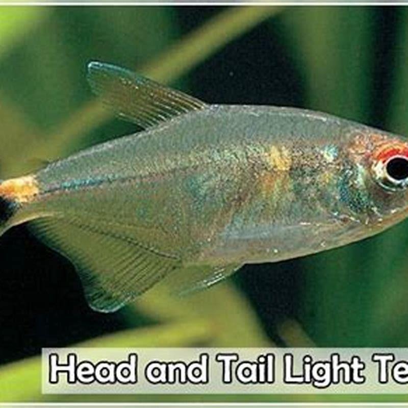 How Long Do Head And Tail Light Tetras Live? - DIY Seattle