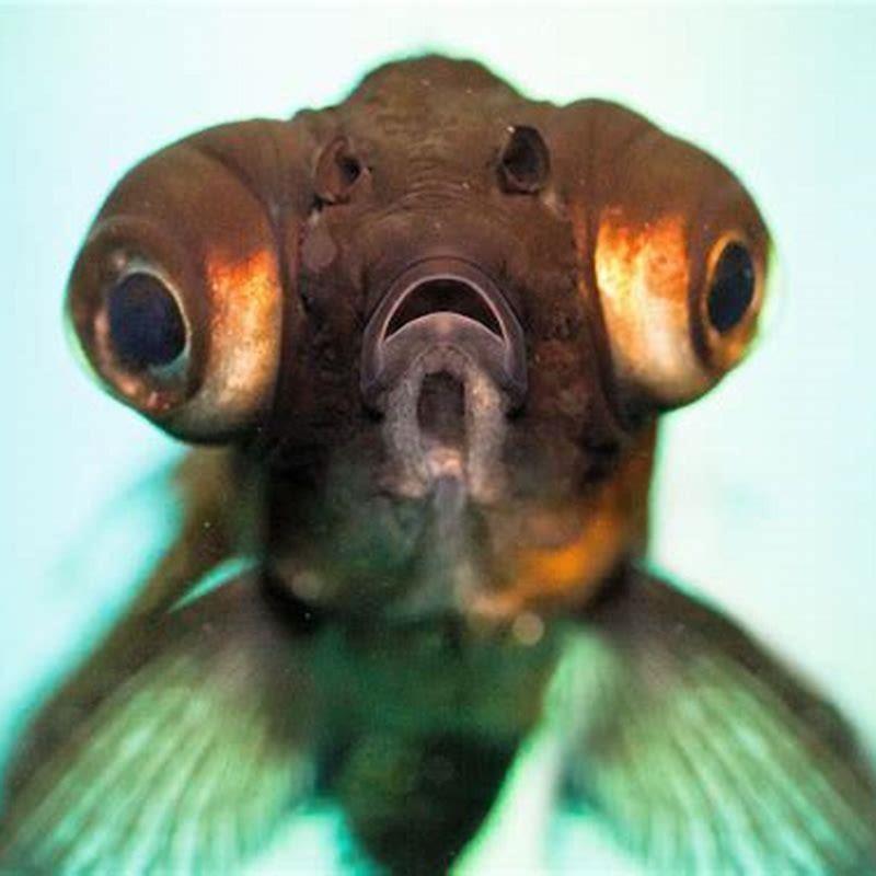 How long do lamp Eyes live?
