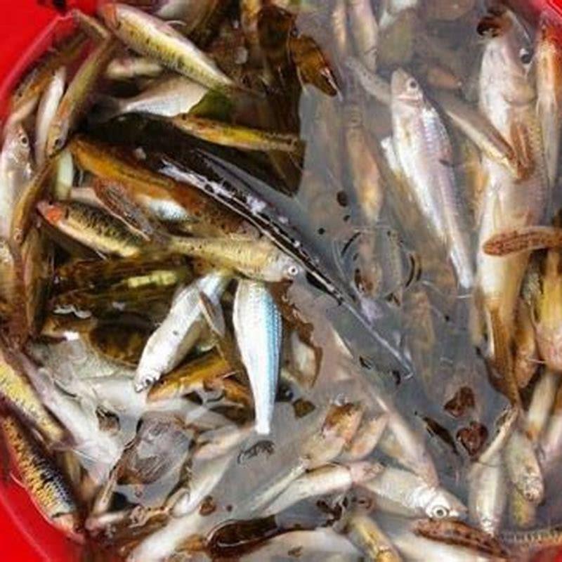 How long do minnows live in captivity?