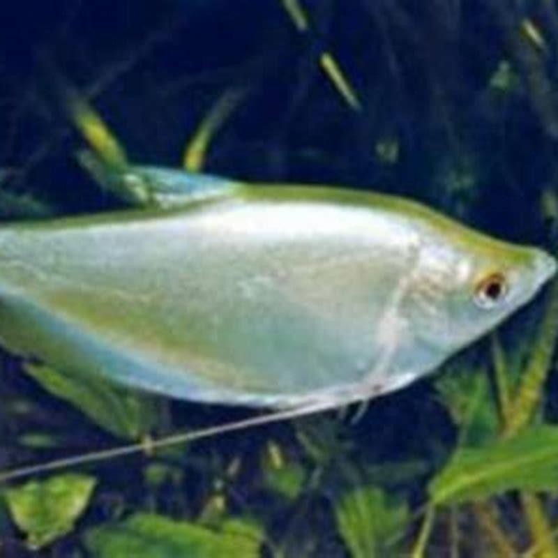 How long do moonlight gourami live for?