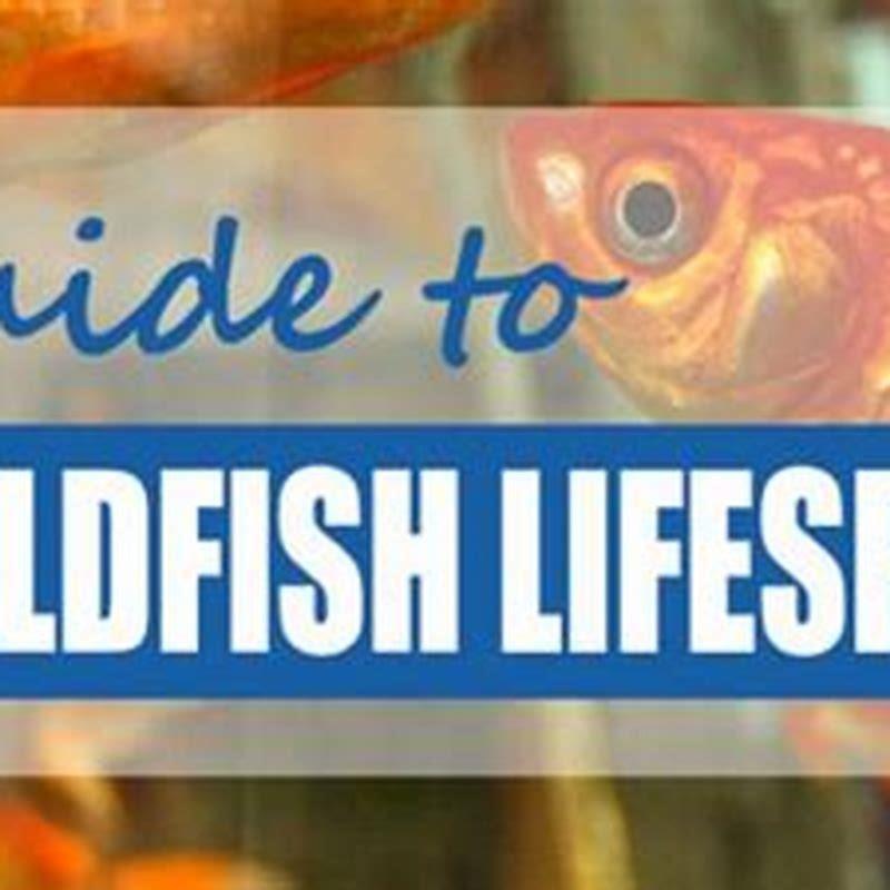 How long do orfe fish live for?