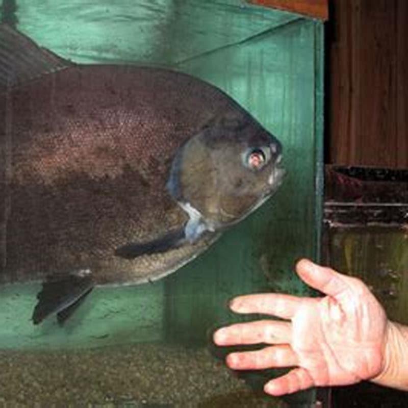 How long do pacu fish live? - DIY Seattle