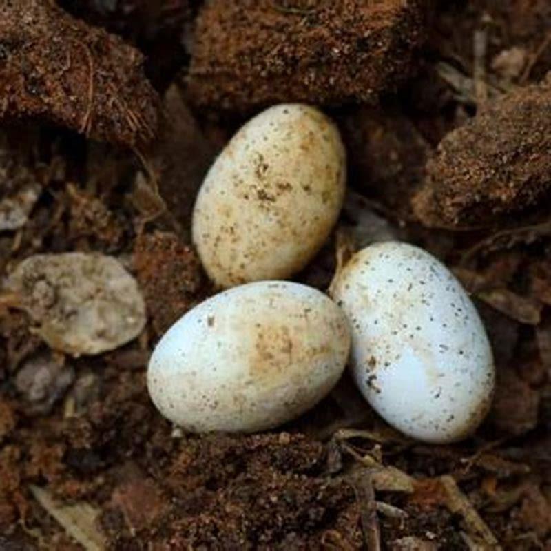 How long do Pseudomugil eggs take to hatch?