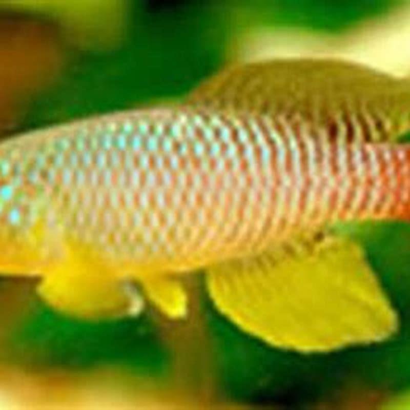 How long do Rachovii killifish live?