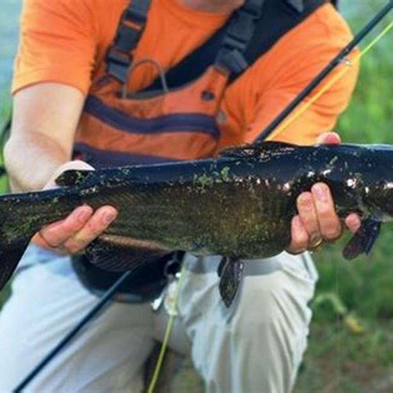 How long do talking catfish live?