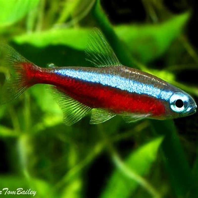 How long does a Cardinal Tetra live?