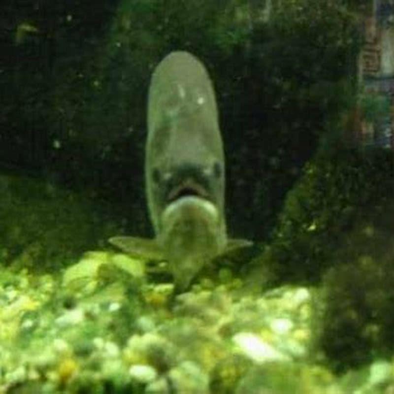 How long does a clown knife fish live?