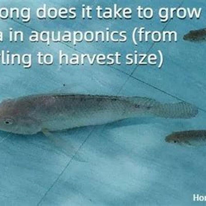 how-long-does-a-tilapia-live-diy-seattle
