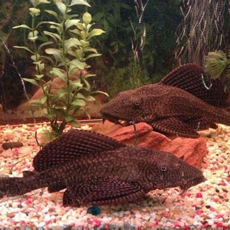 how-long-does-it-take-for-a-bristlenose-pleco-to-get-full-size-diy