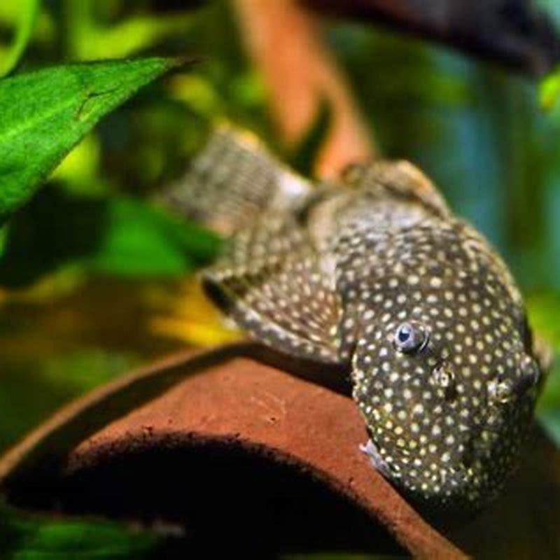 How long does it take for a Bristlenose pleco to reach full size?