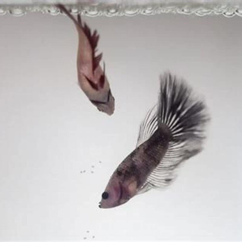 How long does it take for betta fish to mate?