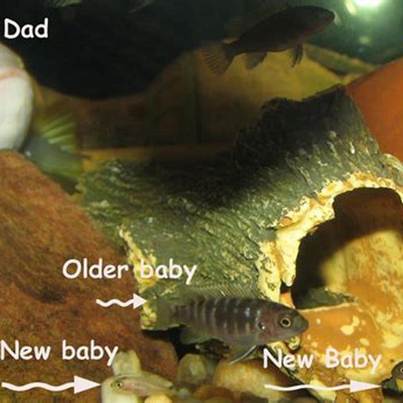 How long does it take for cichlid fish to grow?