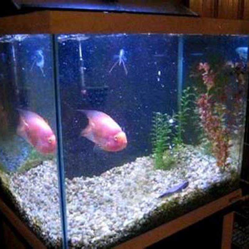 How long does it take Peacock cichlids to grow to full size?