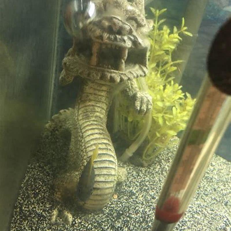 How long does it take peacock cichlids to grow?