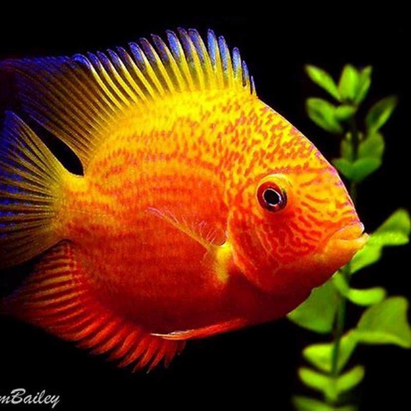 How long does severum fry take to grow? DIY Seattle