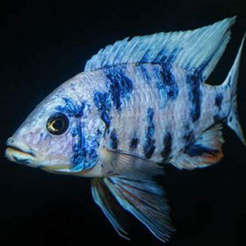 How many African cichlids can I keep?