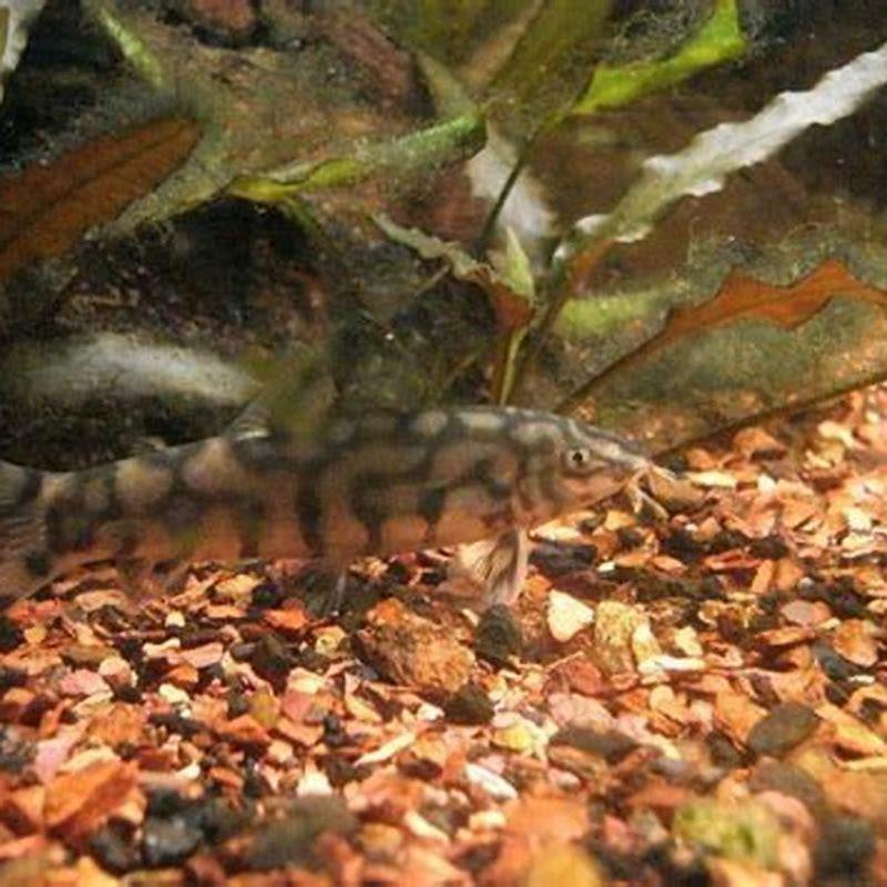 How many Apistogramma should be kept together?