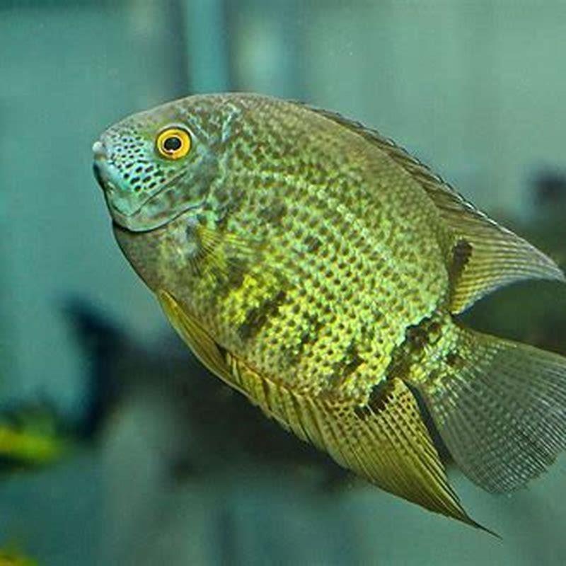 How many babies can a cichlid fish have?