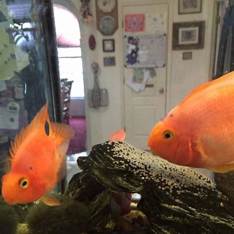 How many blood parrots should I keep?