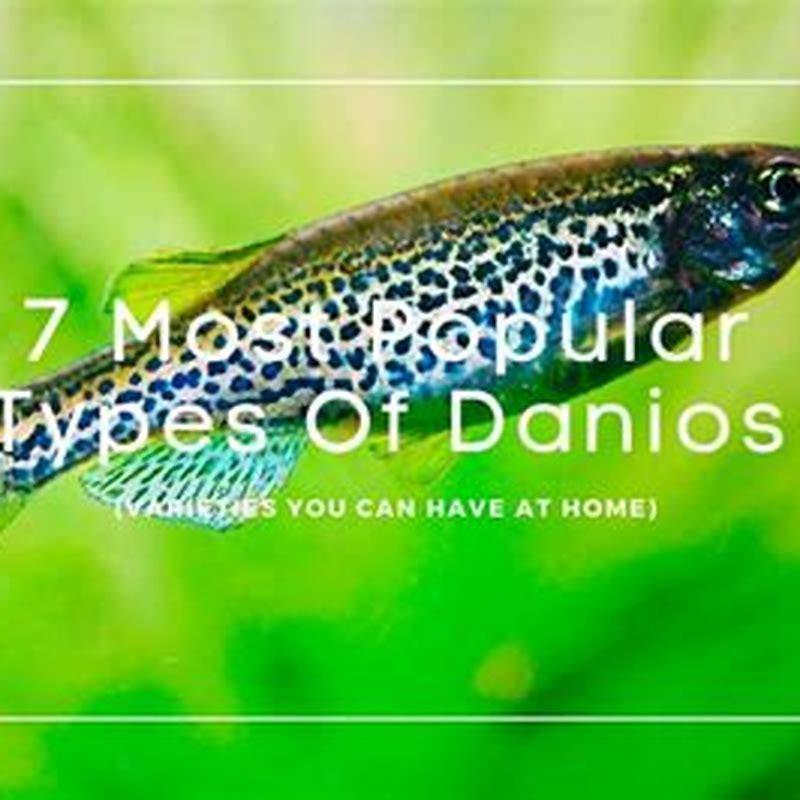 How many celestial pearl danios should be kept together?