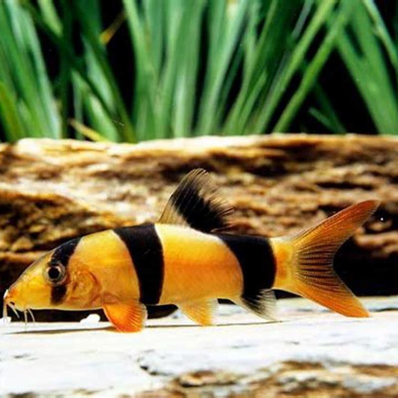 How many clown loaches should I keep?