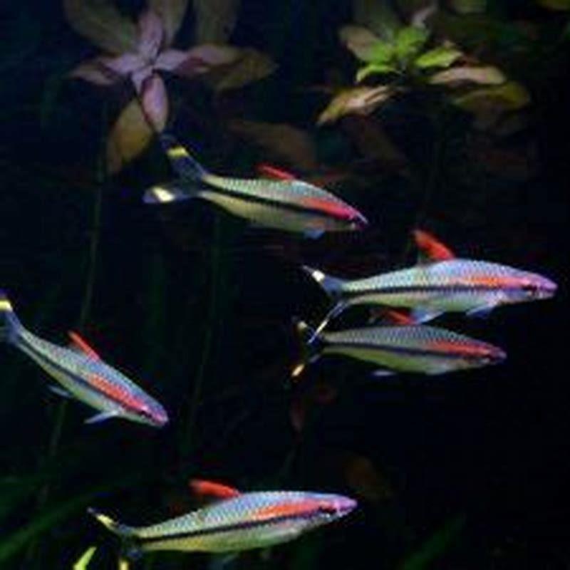 How many Denison Barbs should I keep?