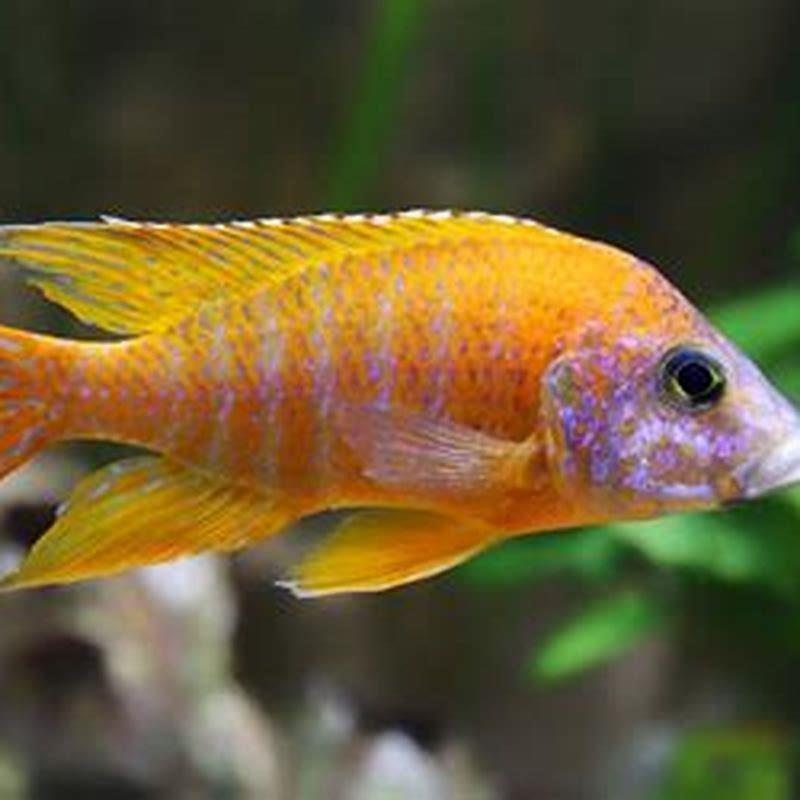 How many different African cichlids are there?