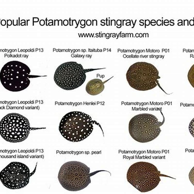 How many freshwater stingray species are there?