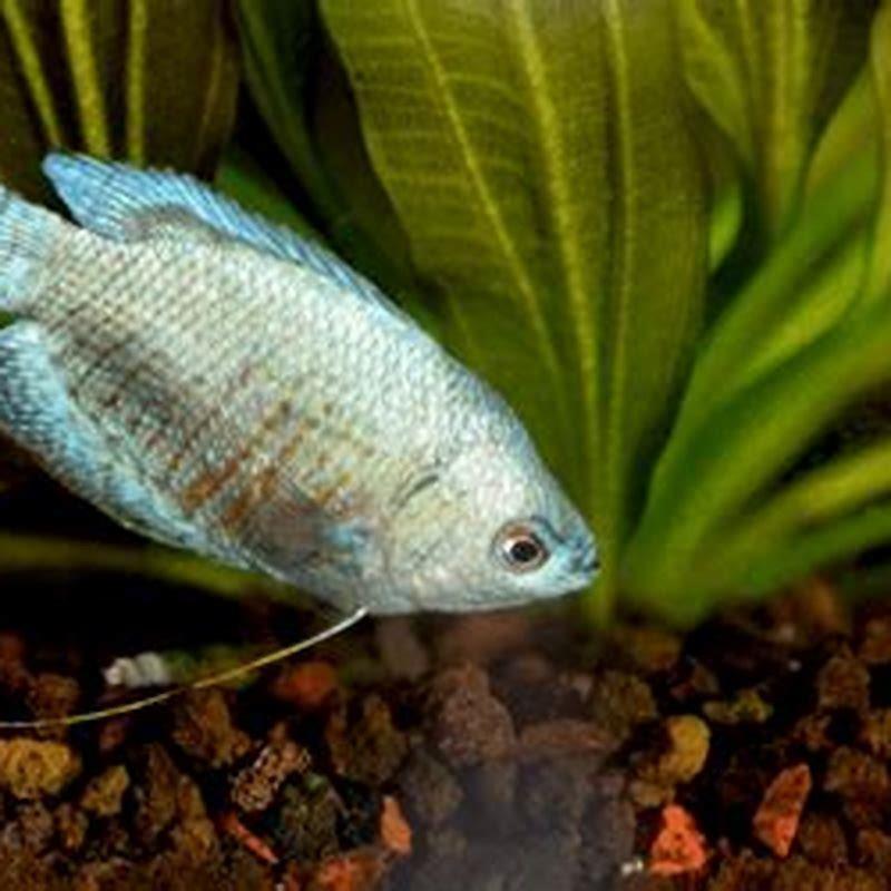 How many gouramis should I keep?