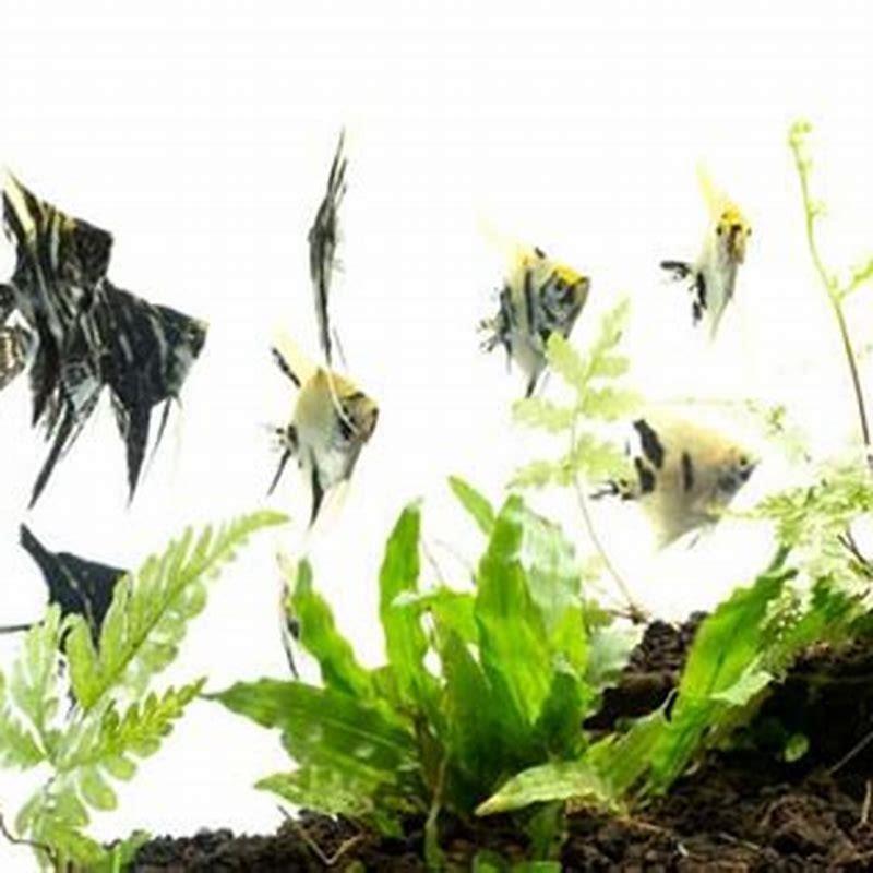 How many Harlequin Rasboras should be kept together?