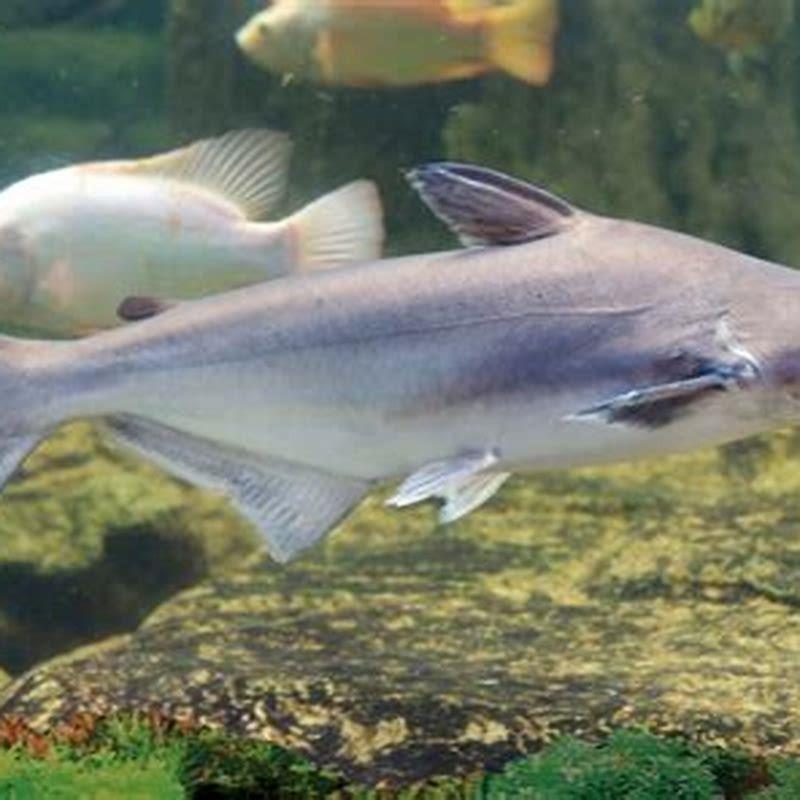 How many iridescent sharks should be kept together?