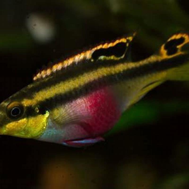 How many Kribensis should I get?