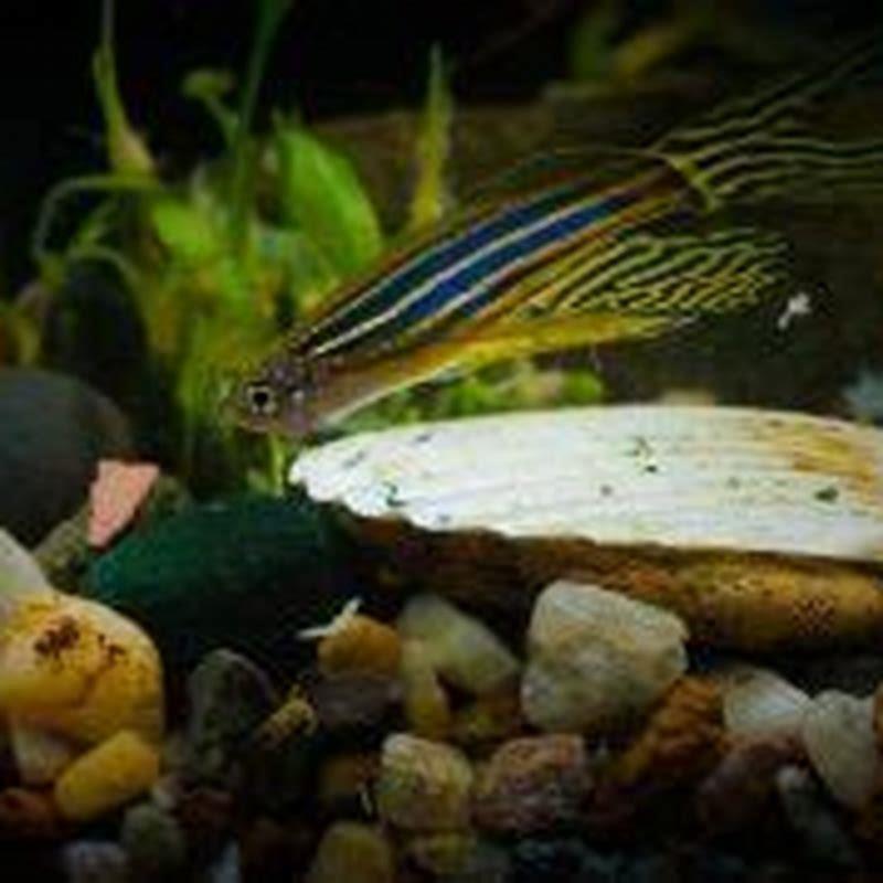 How many mountain minnows should be kept together?