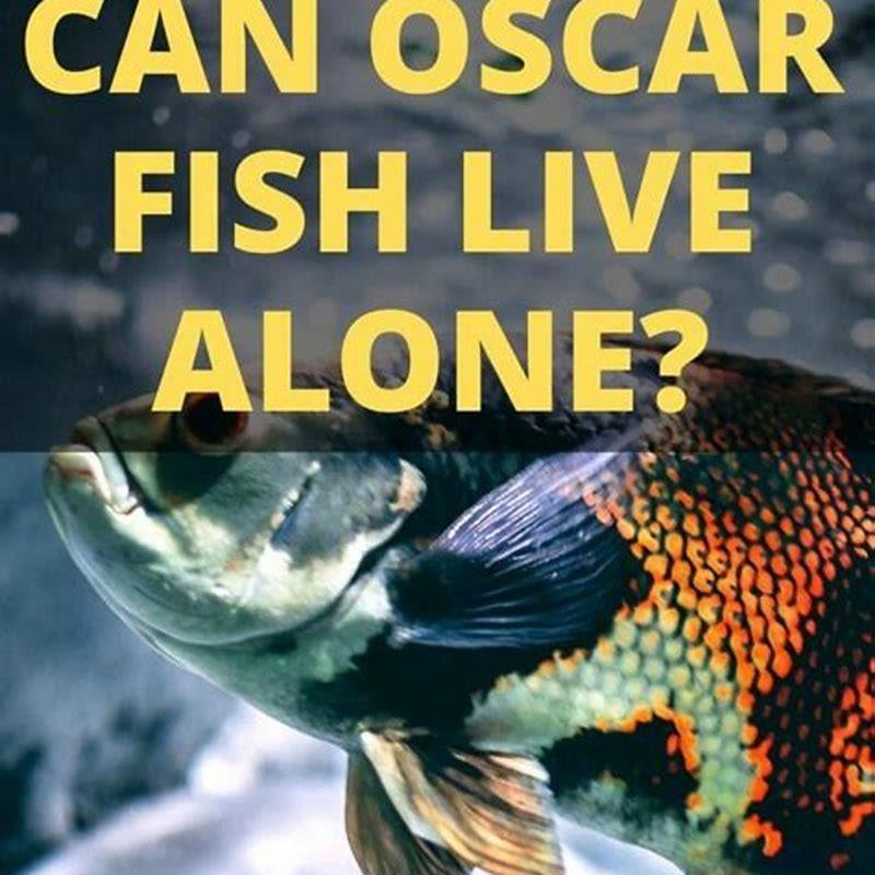 How many Oscar fish can stay together?