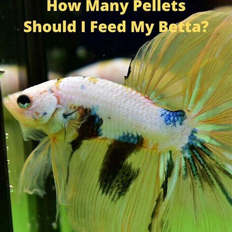 how-many-pellets-do-i-feed-my-fish-diy-seattle