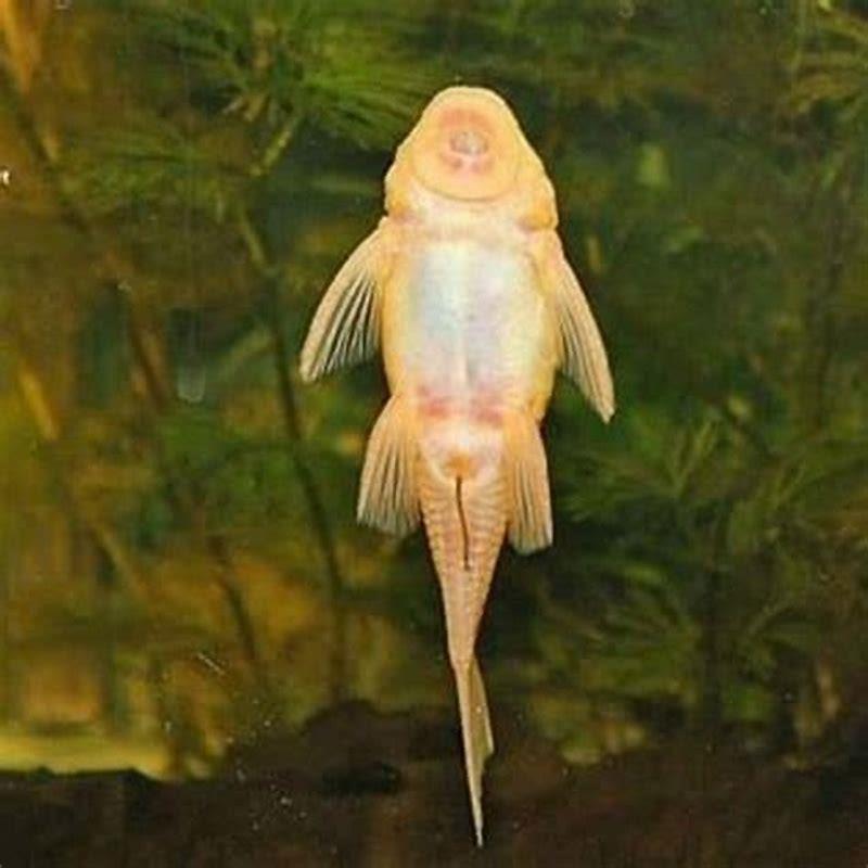 How many plecos should be kept together?