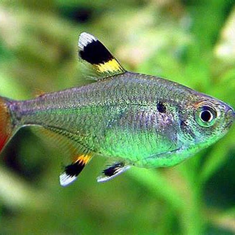 How many Pristella Tetra should I get?