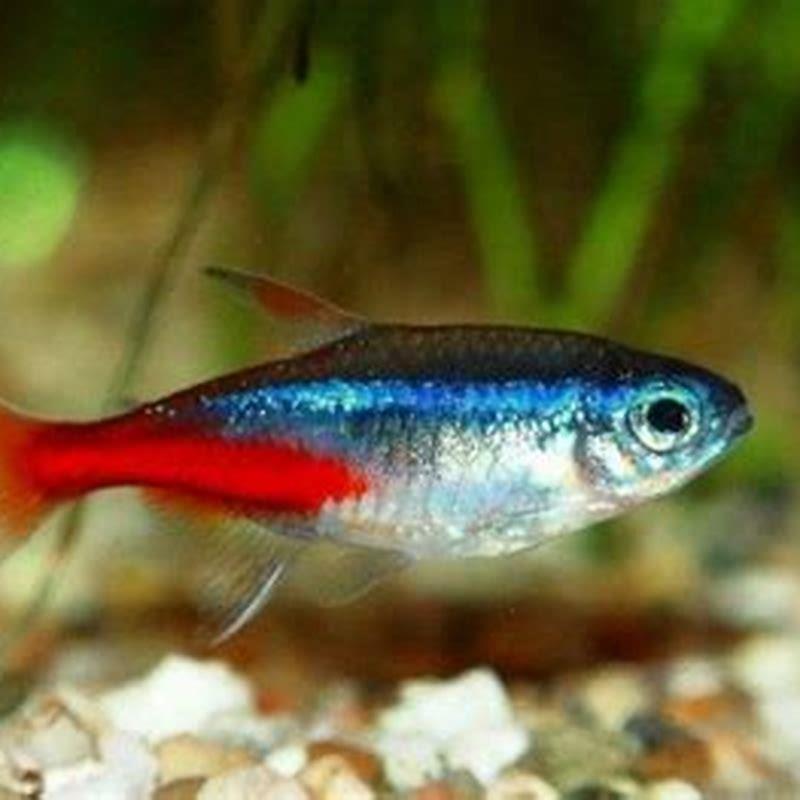 How many red tetras should be kept together?