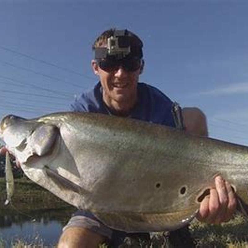 How many species of knifefish are there?