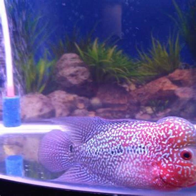 how-many-times-a-day-should-i-feed-my-firemouth-cichlid-diy-seattle