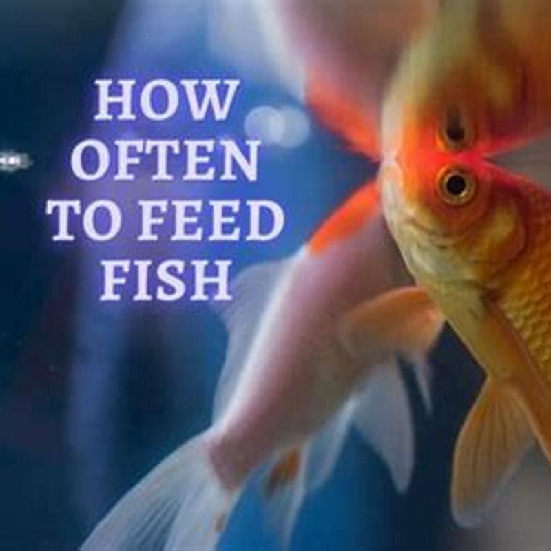 how-many-times-should-a-fish-be-fed-a-day-diy-seattle