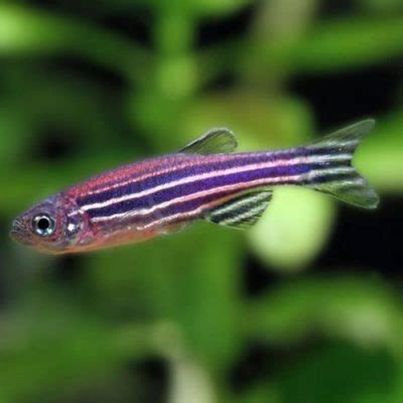 how-many-zebra-danios-can-you-keep-diy-seattle