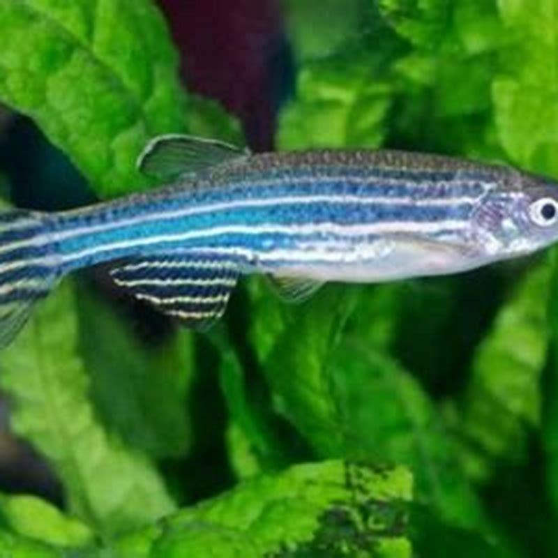 how-many-zebra-danios-should-i-get-diy-seattle