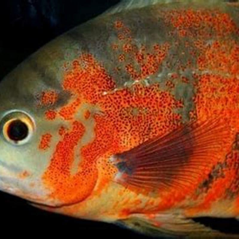 How much does an oscar fish cost?