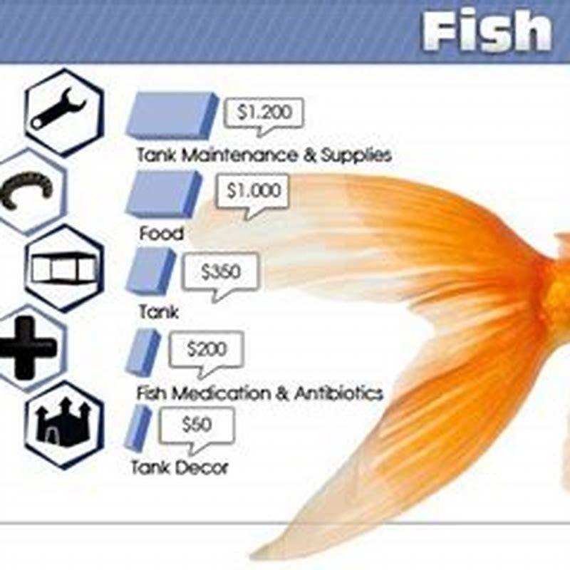 how-much-does-owning-a-fish-cost-diy-seattle