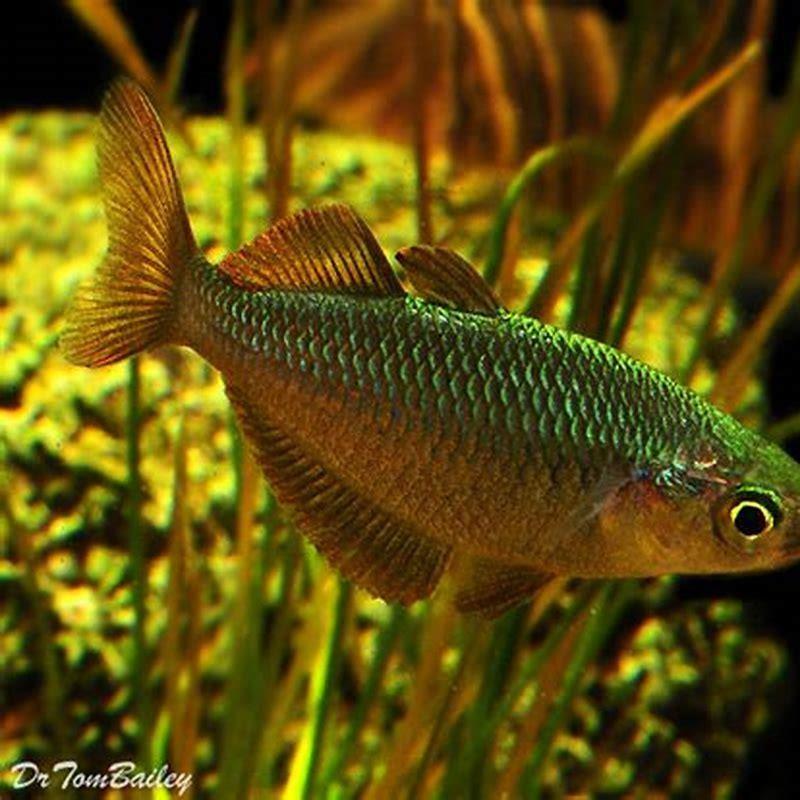 How much is a rainbow fish?