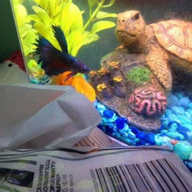 How much should I feed my clown loach?